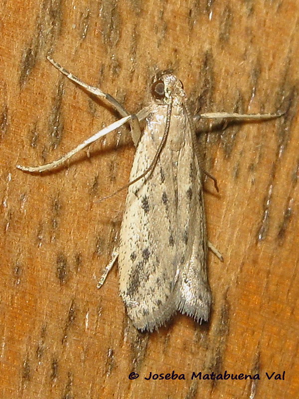 Phycitodes binaevella - Pyralidae ? S